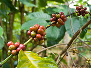 18 Coffee berries
