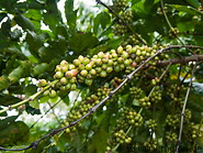 20 Green coffee berries