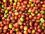 26 Harvested coffee berries