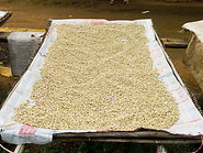 28 Coffee beans being dried