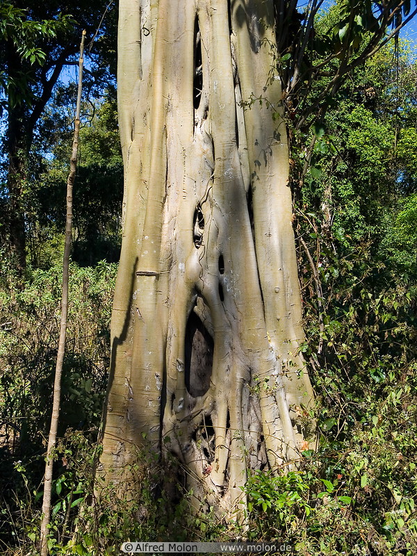 13 Tree trunk