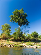 11 Riverbank and tree