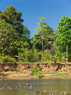 17 Riverbank and trees