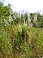 24 Reed plant