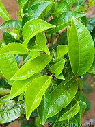 03 Tea leaves