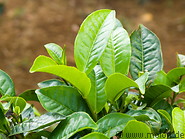 04 Tea leaves