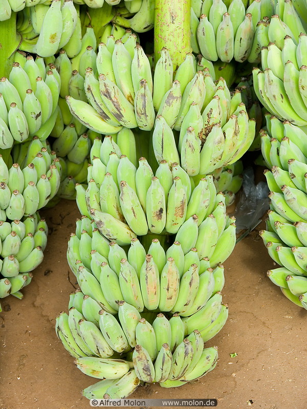 19 Green banana stems for sale