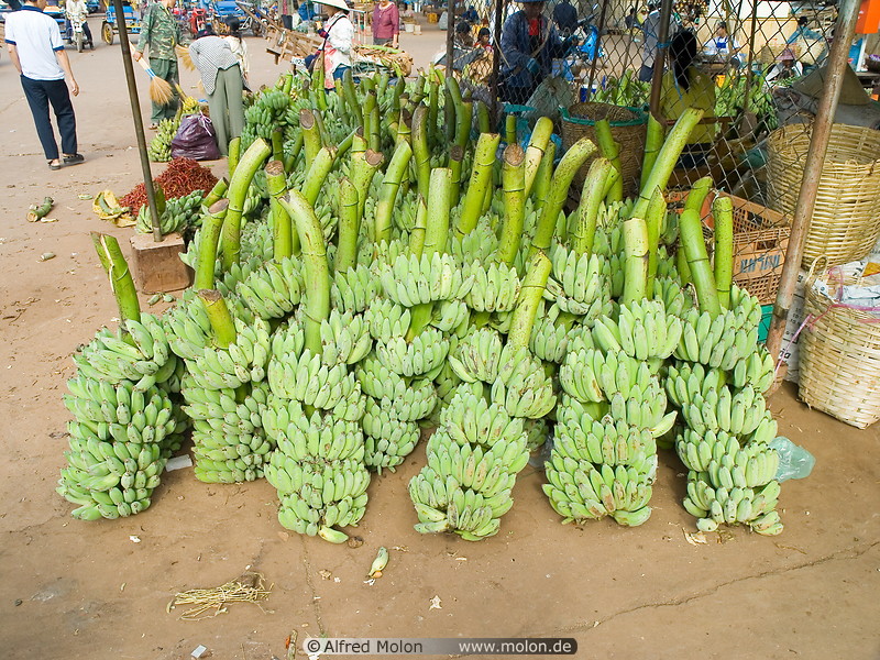 20 Green banana stems for sale