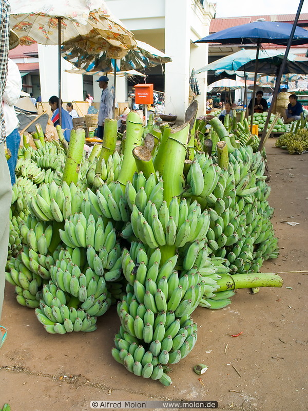 21 Green banana stems for sale