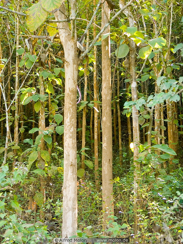 08 Forest of teak trees