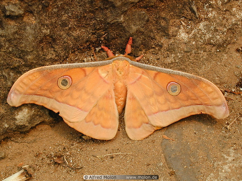 12 Orange moth