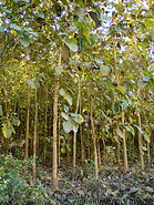06 Forest of teak trees