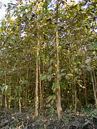 07 Forest of teak trees