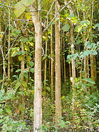 08 Forest of teak trees