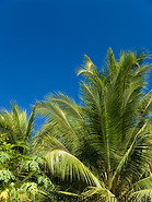 09 Coconut palm trees