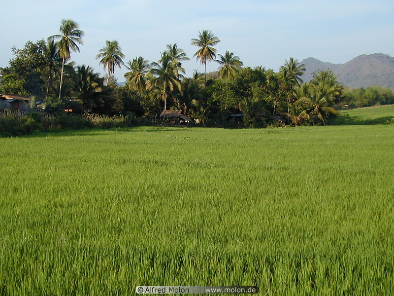 06 Rice fields