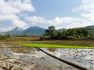 03 Irrigated rice fields
