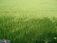 83 Rice field