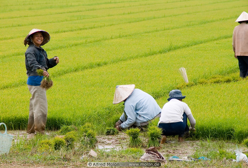 03 People planting rice in paddy