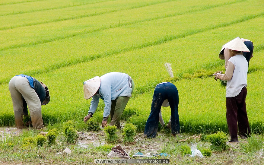 04 People planting rice in paddy