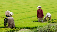 02 People planting rice in paddy