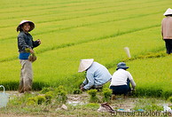 03 People planting rice in paddy