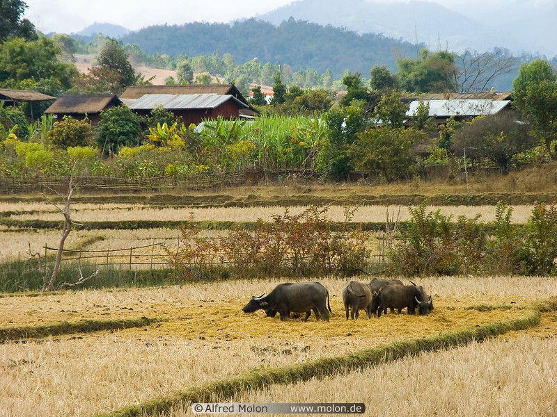17 Rice fields and water buffaloes