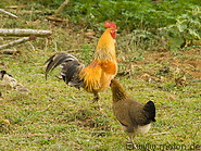 24 Rooster and hen
