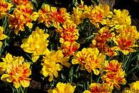 18 Yellow tulips