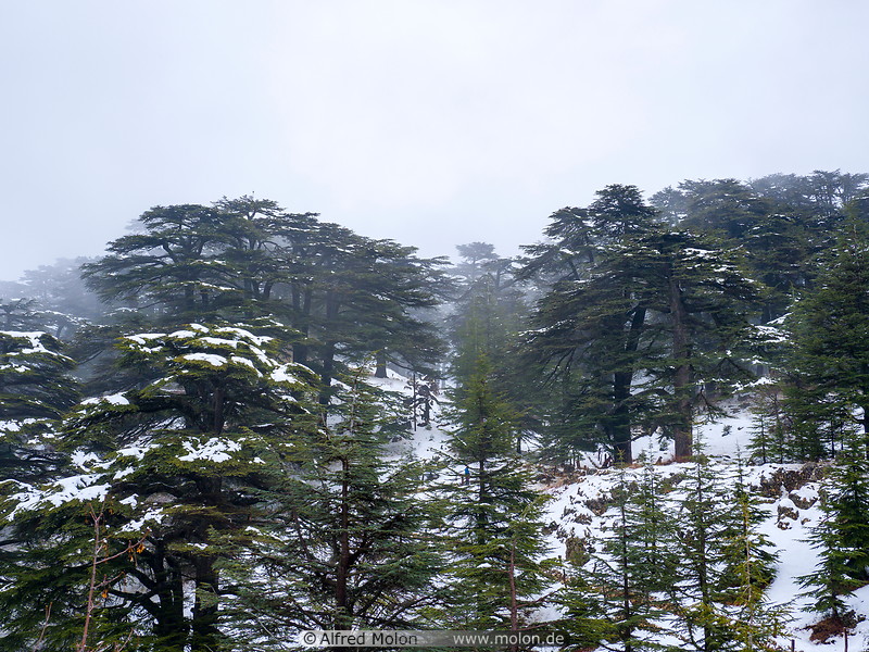 04 Cedars of God forest