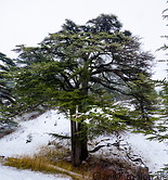 09 Lebanon cedar tree