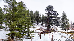 10 Cedars of God forest