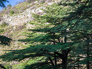 07 Cedar tree