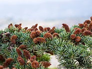 10 Cedar tree cones