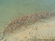 16 Jellyfish harvest