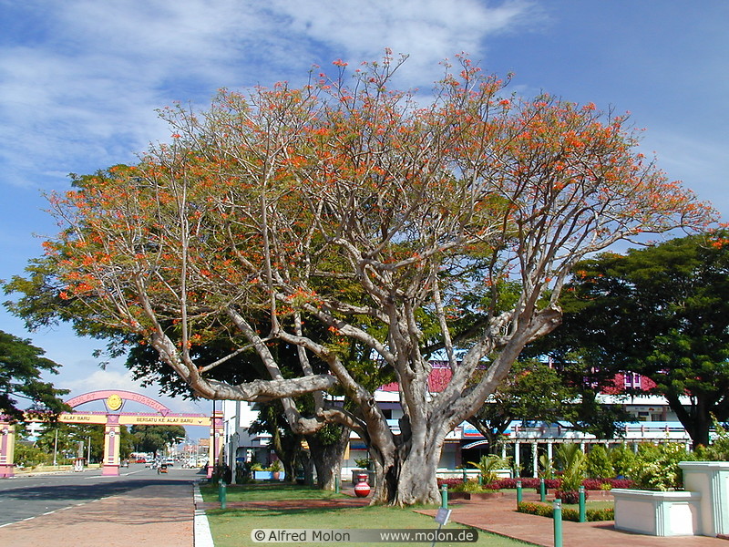 01 Royal Poinciana tree with red flowers