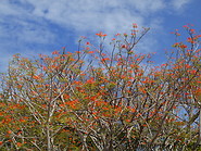 03 Royal Poinciana tree with red flowers