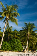 13 Beach with coconut palms