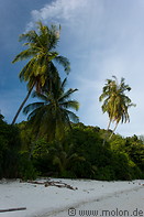 05 Coconut palms on beach