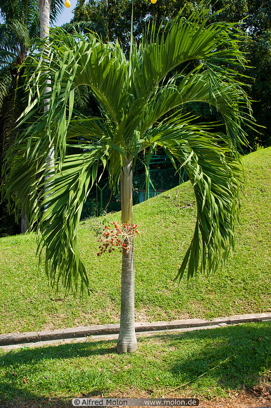 09 Royal palm