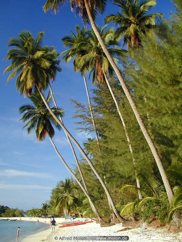 14 Palm trees along beach
