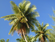 16 Palm trees
