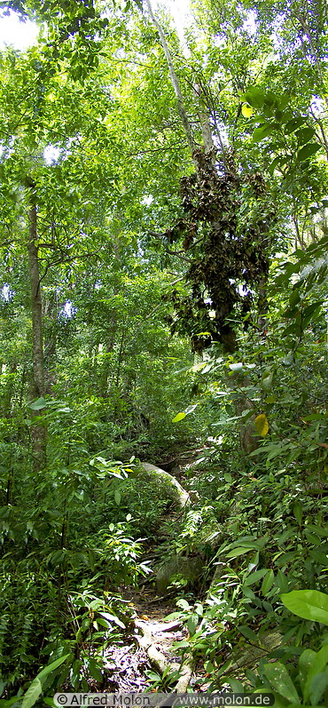 20 Jungle path to Flora bay