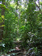 19 Jungle path to Flora bay