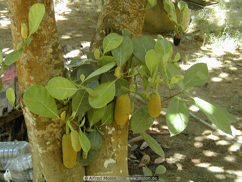 16 Jackfruit tree