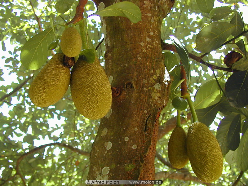 17 Jackfruit tree