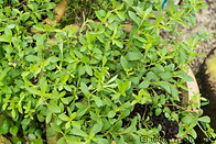 20 Stevia plant