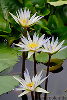 28 Water lilies