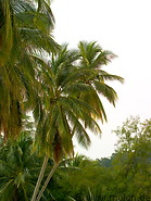 07 Palm trees
