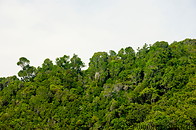 05 Rainforest on Hujong island